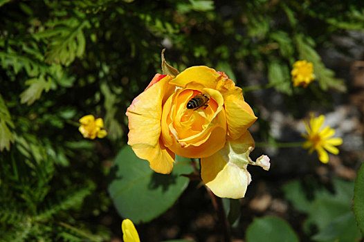 chơi lô trượt