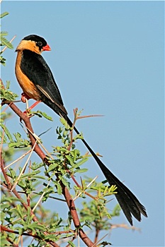 soi cầu 6886