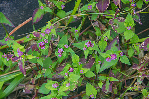 du doan xo so miễn nam