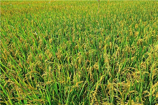 nhà cái số đề