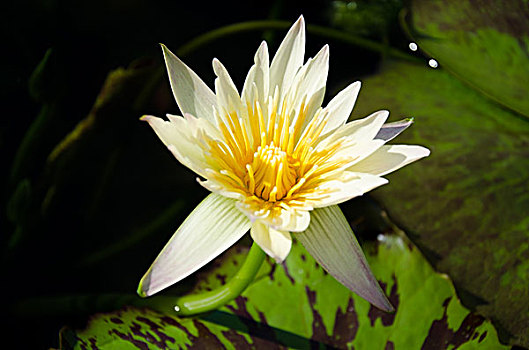 chơi lô trượt